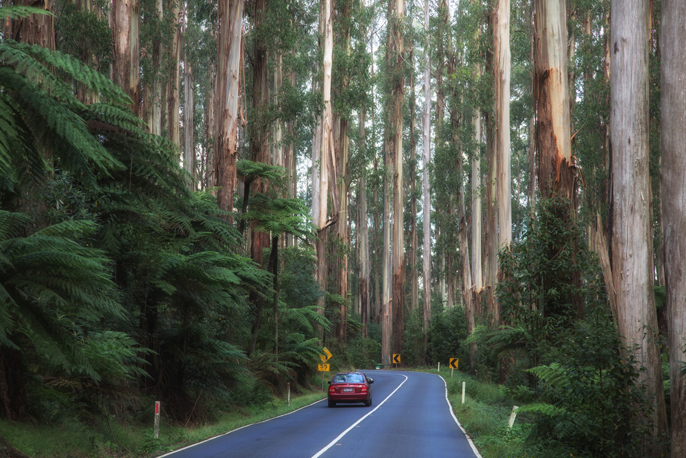 Road through Yarra Range National Park